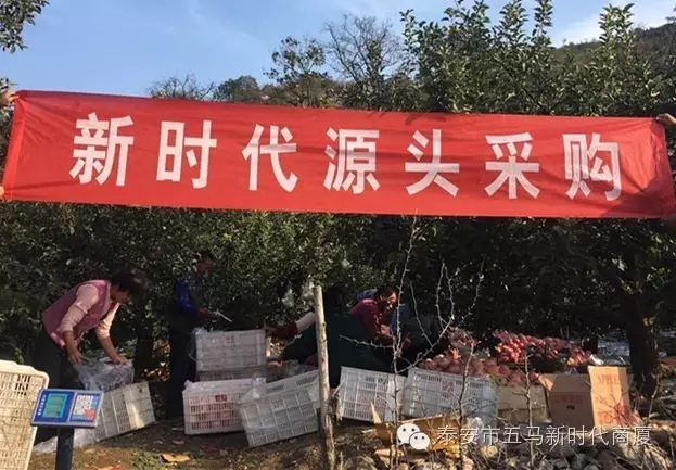 【五馬店產(chǎn)地直采】美味可口的沂源富士等您選！