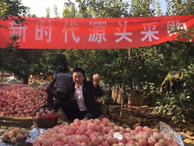 【五馬店產(chǎn)地直采】美味可口的沂源富士等您選！
