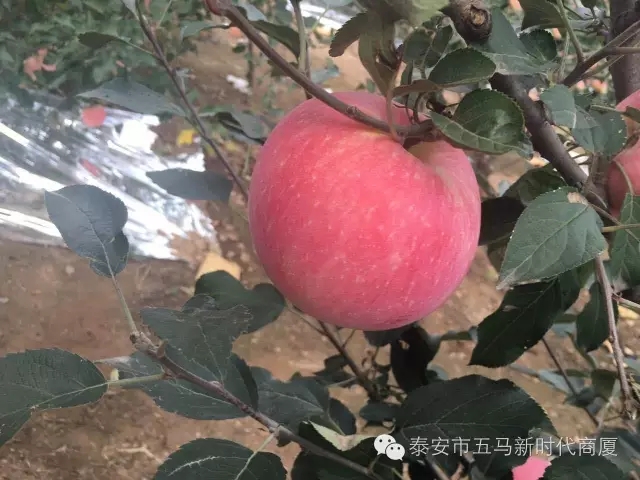 【五馬店產(chǎn)地直采】美味可口的沂源富士等您選！