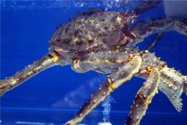 【時代儒商】膠東碼頭海鮮城淮揚菜、魯菜、海鮮超多美味！滿足您的味蕾~~