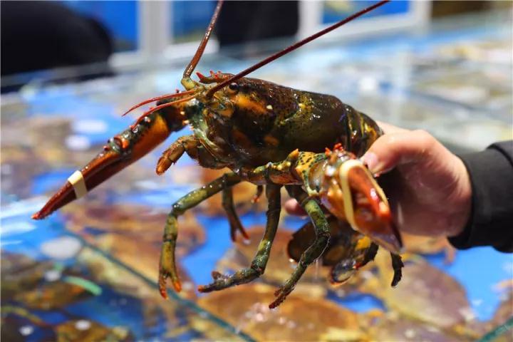 【時代儒商】膠東碼頭海鮮城淮揚菜、魯菜、海鮮超多美味！滿足您的味蕾~~